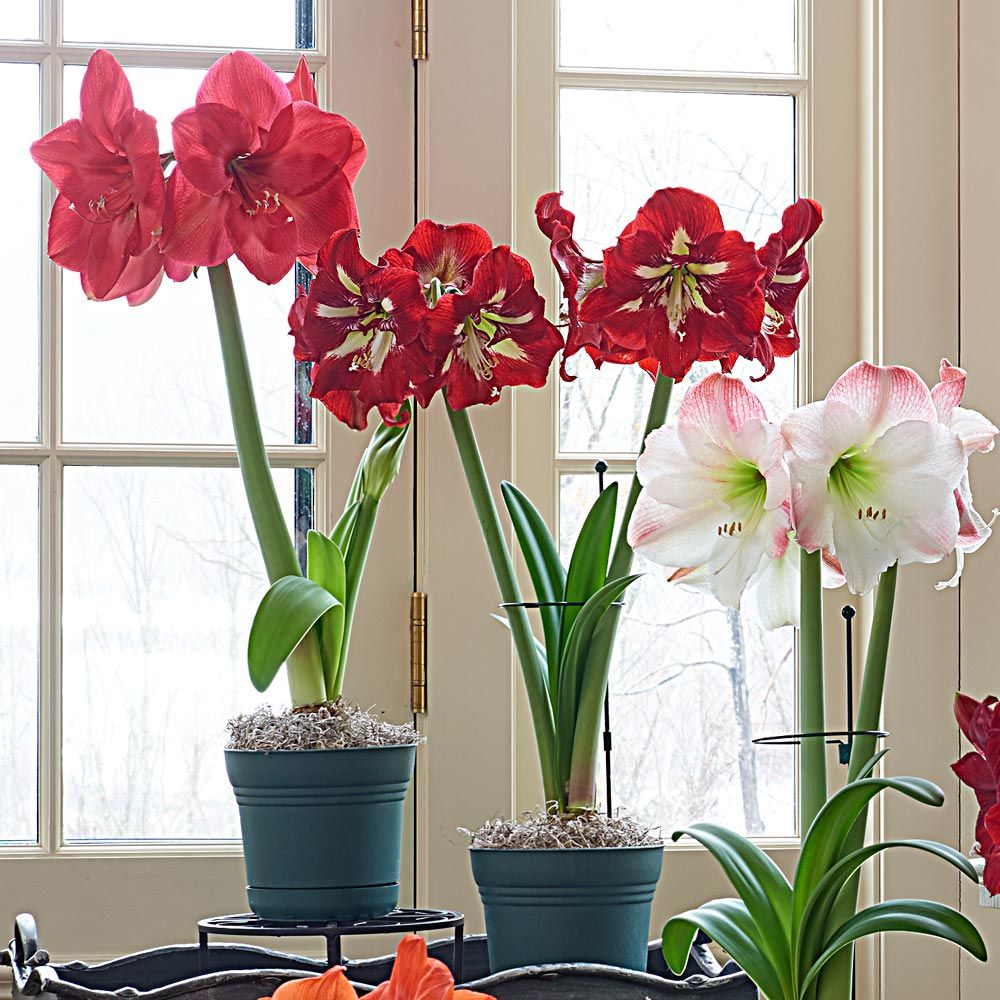 Amaryllis Trio: 3 bulbs in nursery pots