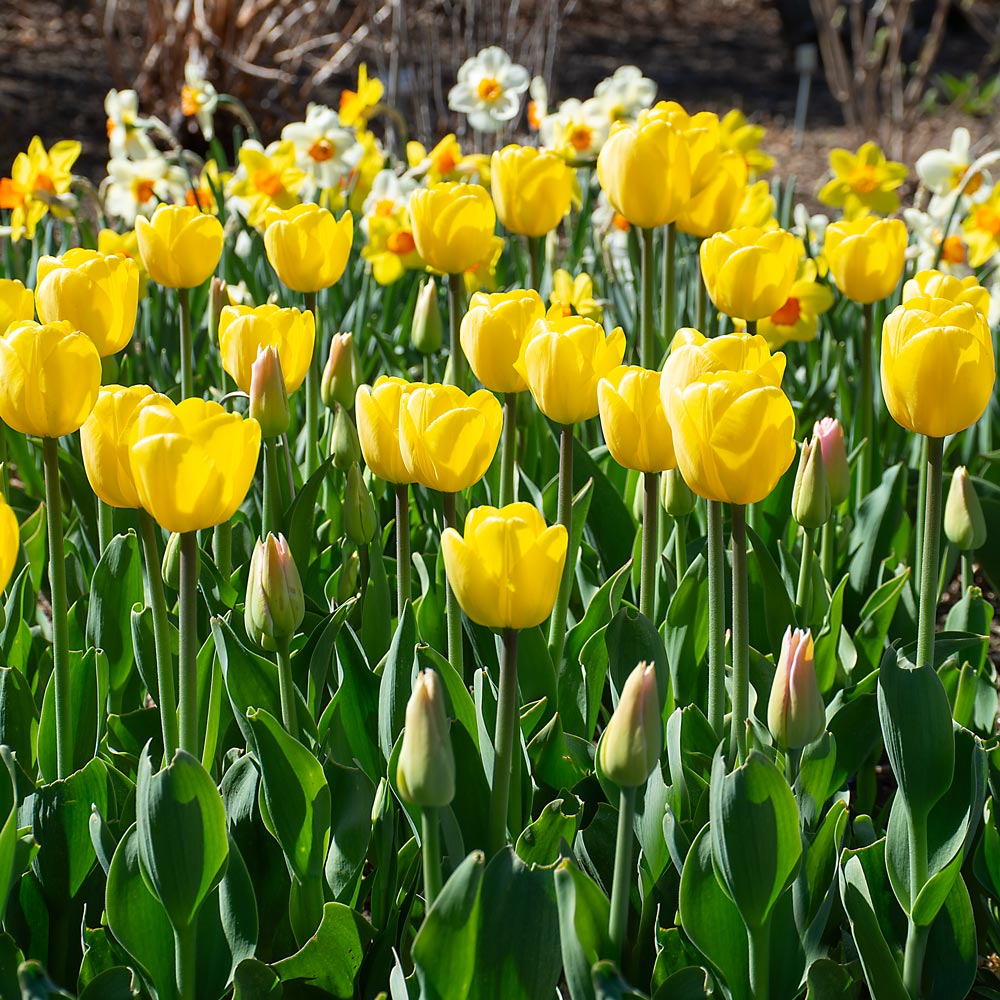 Strike Up the Band Perennial Tulip Collection