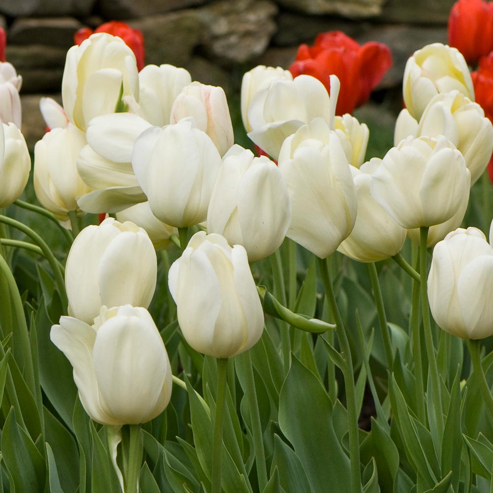 White Flower Farm Ivory Perennial Tulip