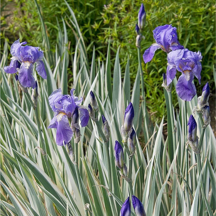 Iris pallida 'Argentea Variegata'