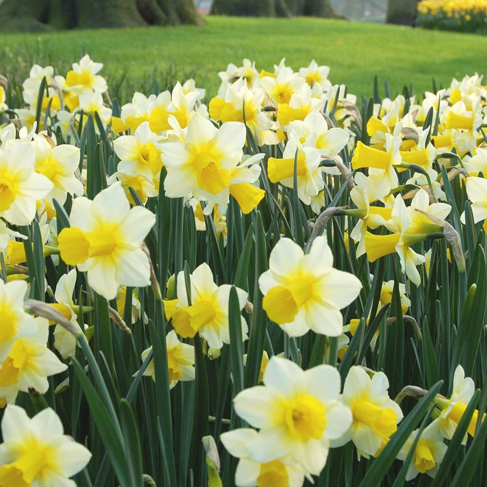 Narcissus 'Golden Echo'