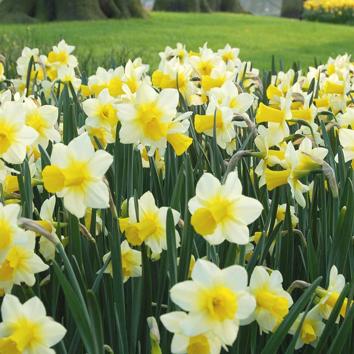 Narcissus 'Golden Echo'