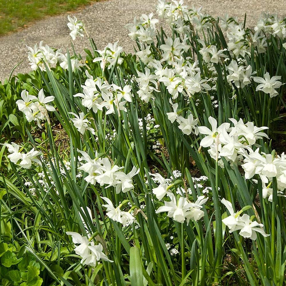 Narcissus 'Thalia'