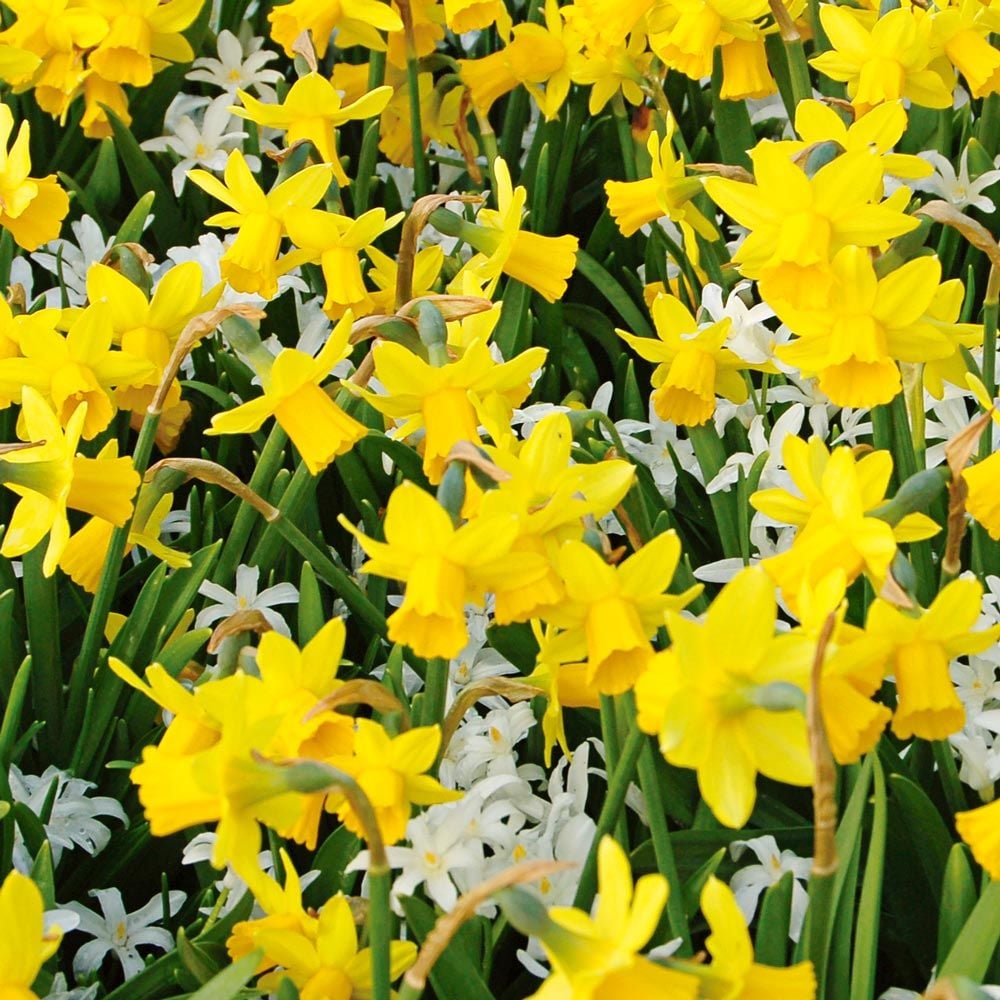 Narcissus 'Tête-à-Tête'