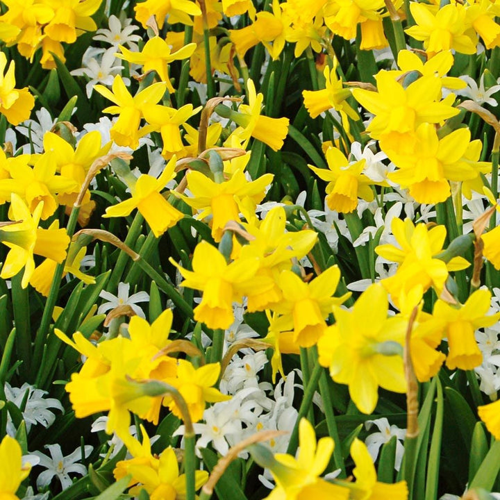Narcissus 'Tête-à-Tête'