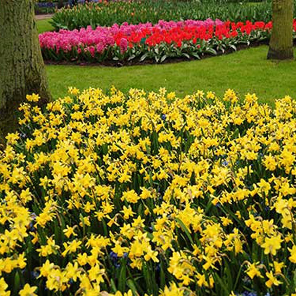 Narcissus 'Tête-à-Tête'