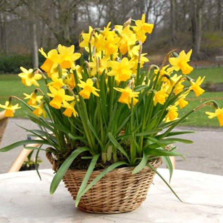 Narcissus 'Tête-à-Tête'