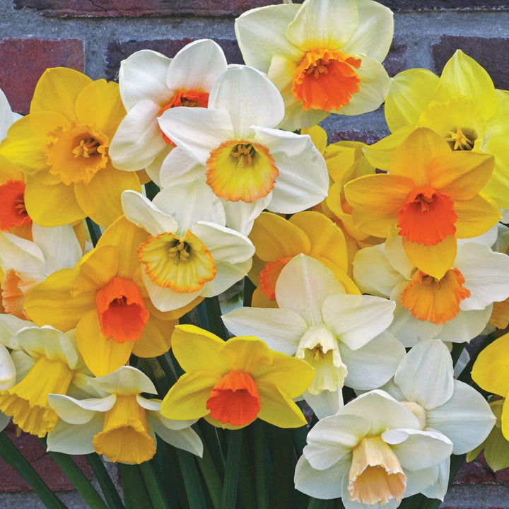 Weatherproof Large-Cupped Daffodil Mix