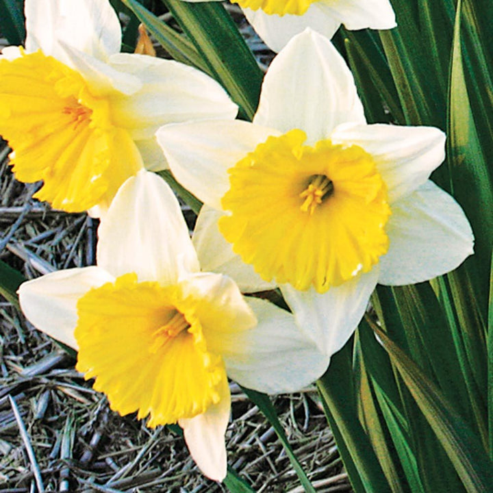 Narcissus 'Ice Follies'