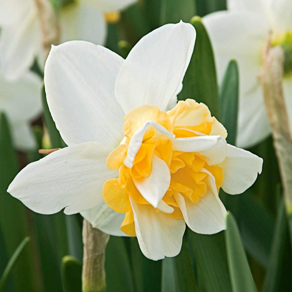 Double Daffodil Mix