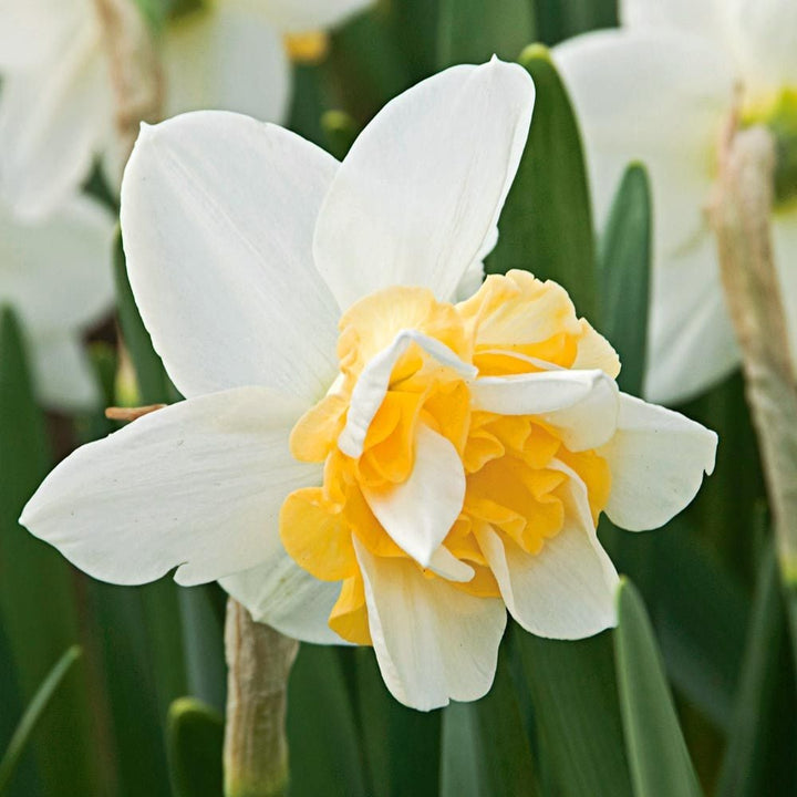 Double Daffodil Mix
