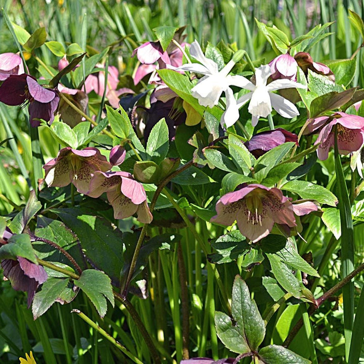 Spring Beauties Hellebore & Daffodil Collection