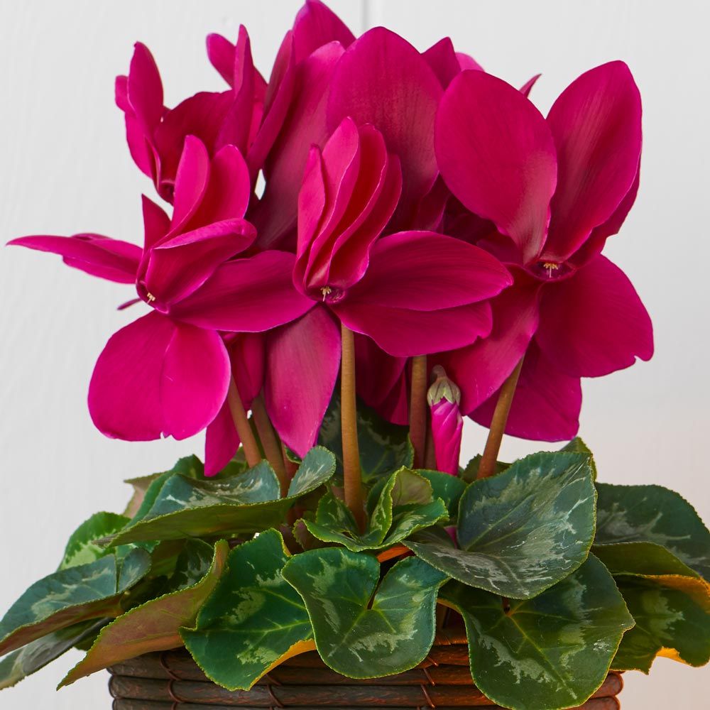 Cyclamen Halios® Purple in Sumatra basket