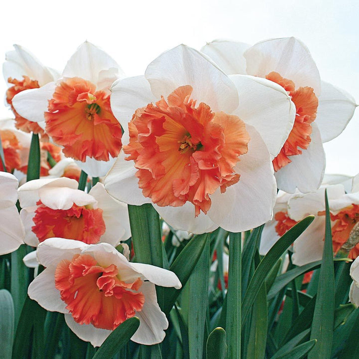 First Blush - Pink Narcissus Mix