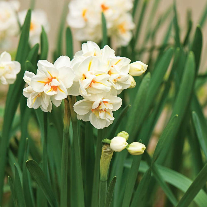 Narcissus 'Sir Winston Churchill'