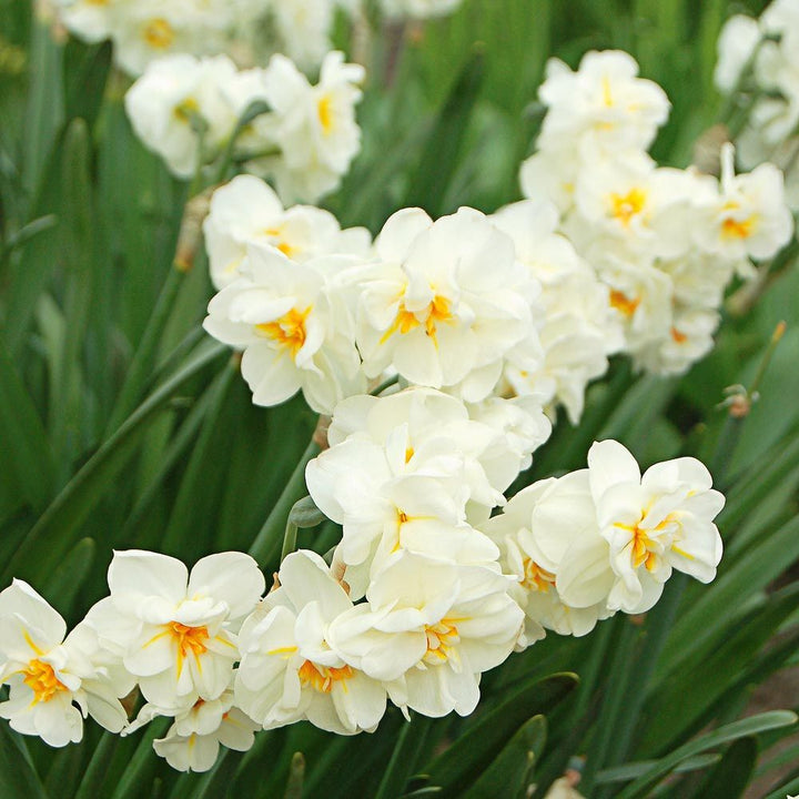 Narcissus 'Sir Winston Churchill'