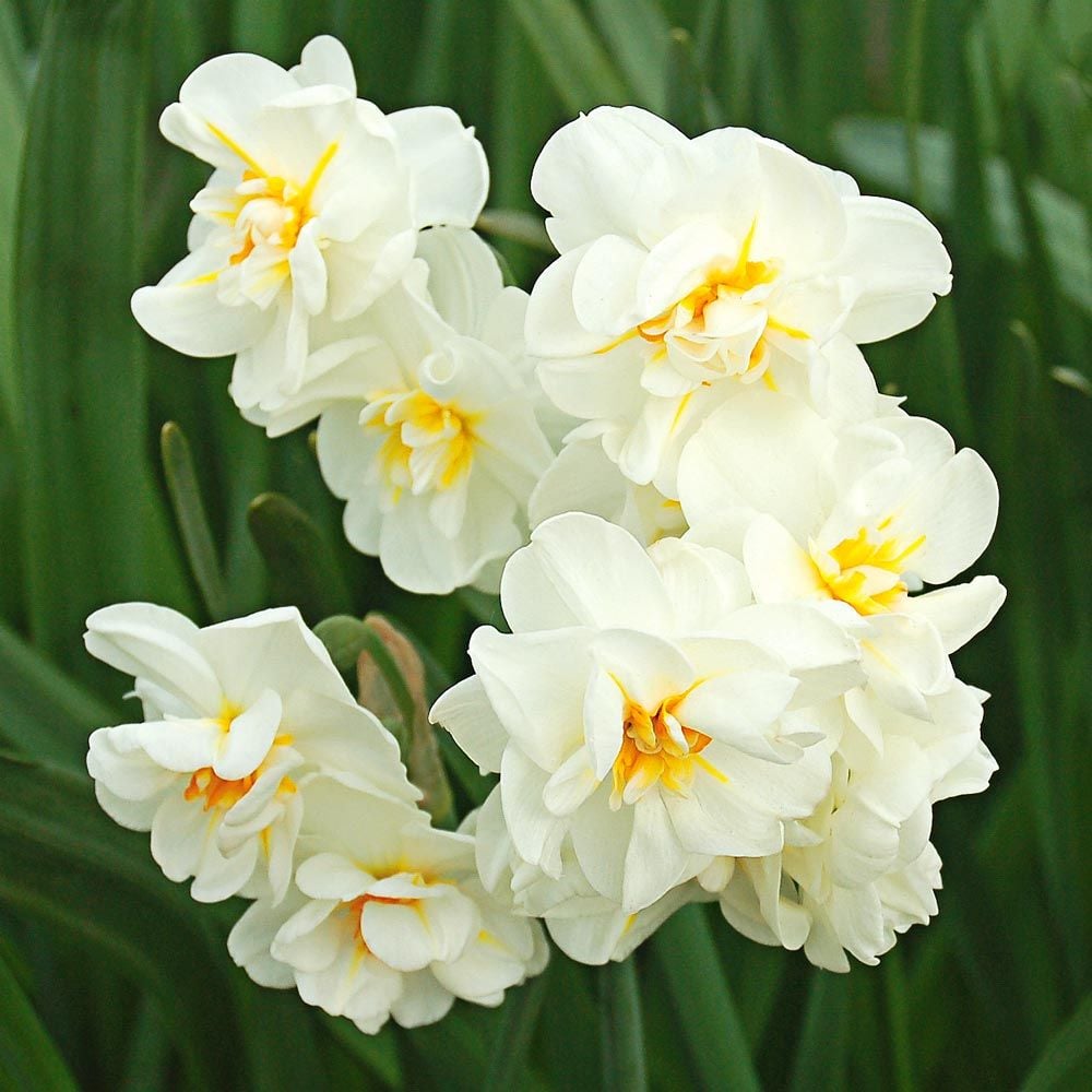 Narcissus 'Sir Winston Churchill'