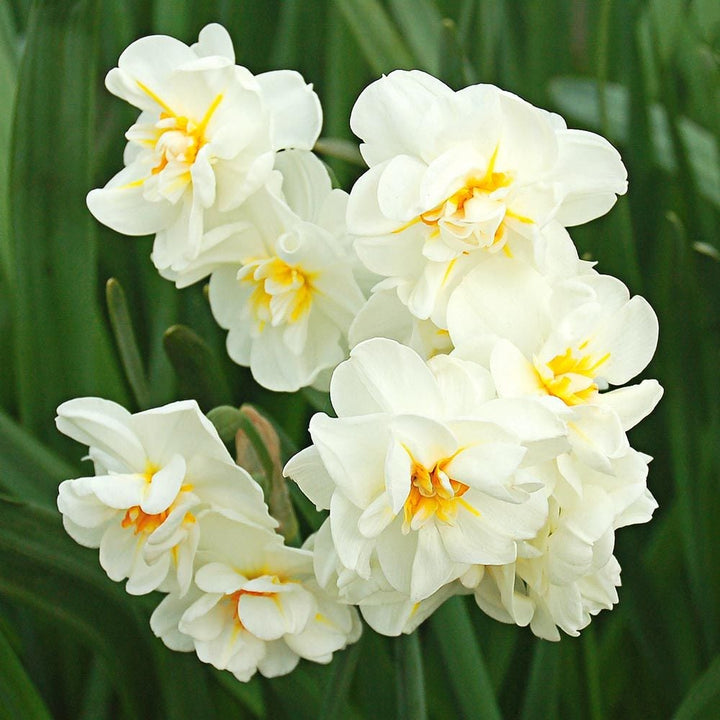 Narcissus 'Sir Winston Churchill'