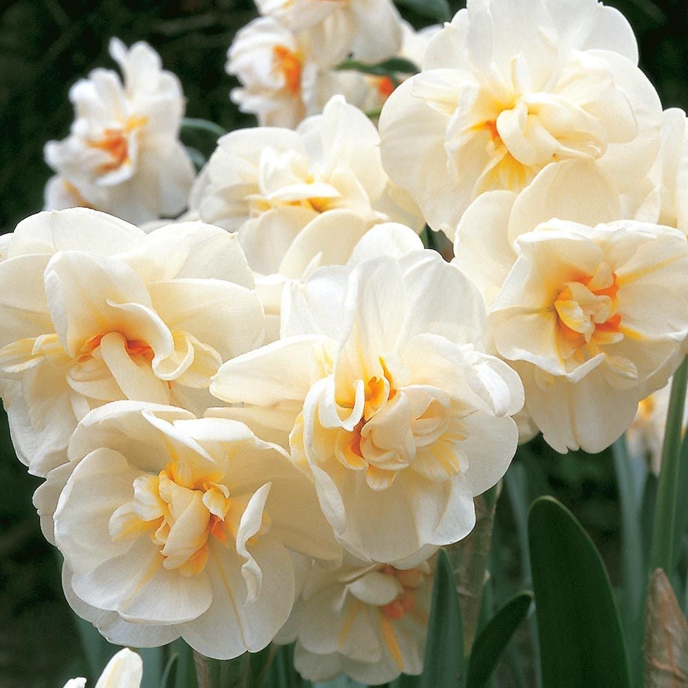 Narcissus 'Sir Winston Churchill'