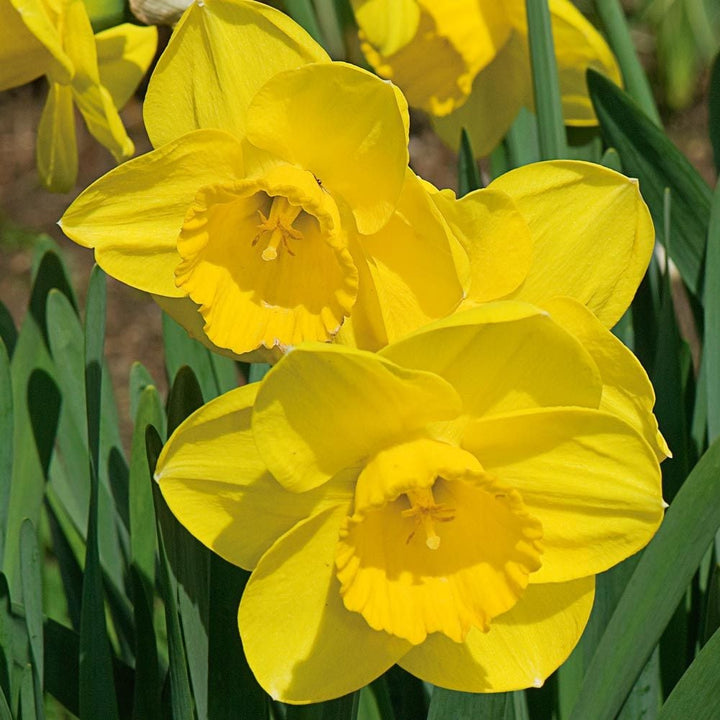 Large-Cupped Daffodil Naturalizing Mix
