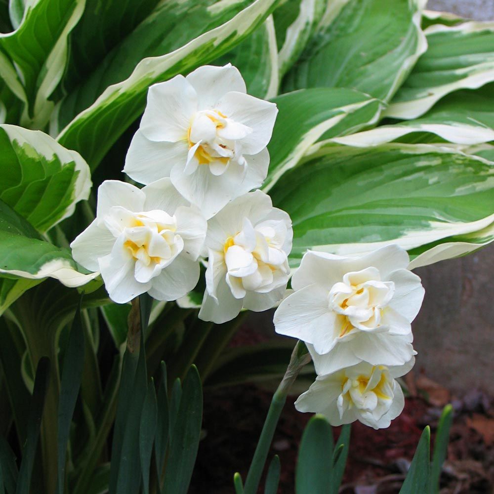 Narcissus 'Cheerfulness'