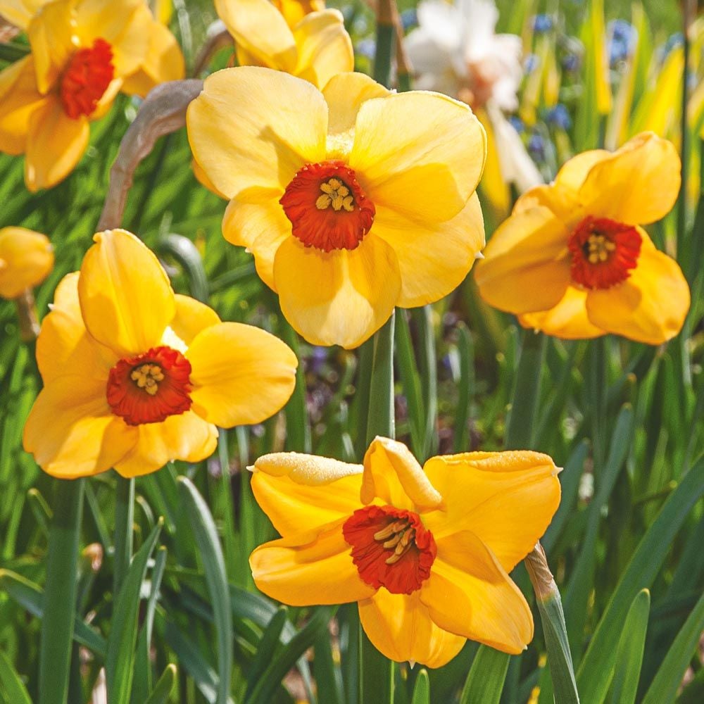 Narcissus 'Sabine Hay'