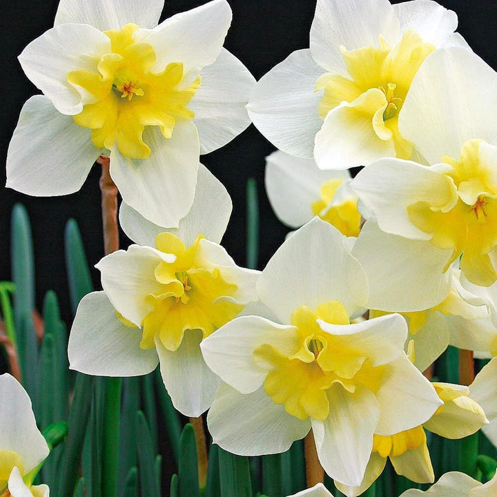 Scent of Spring Daffodil Mix