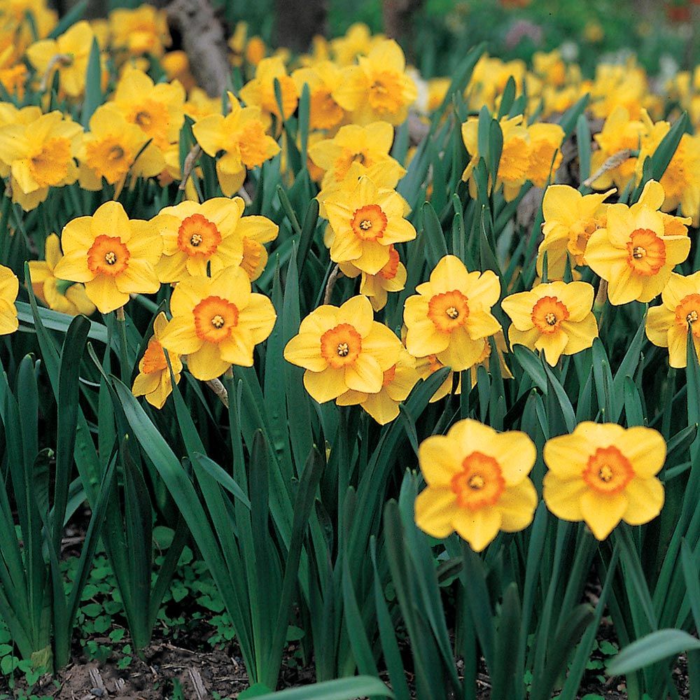 Weatherproof Large-Cupped Daffodil Mix