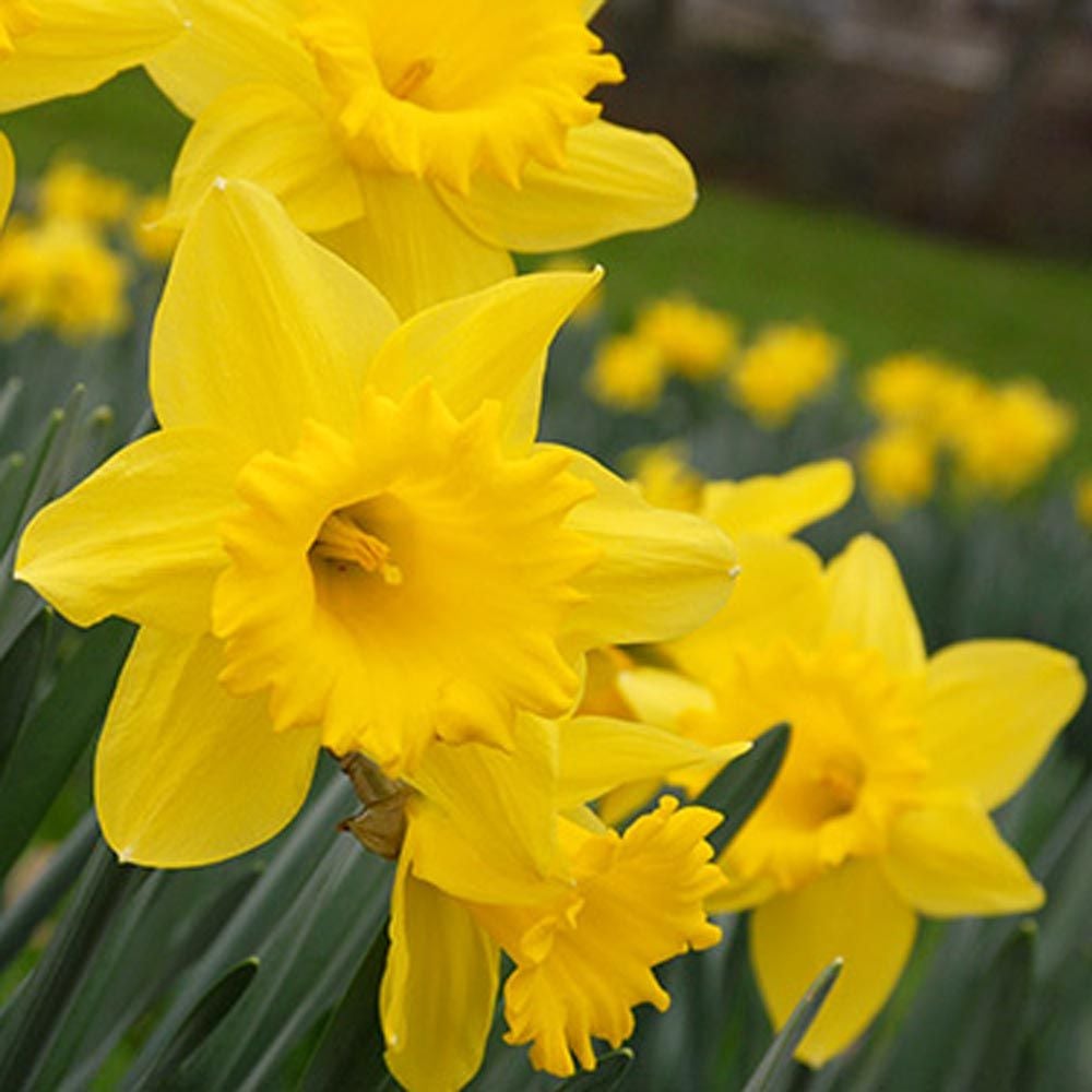 Large-Cupped Daffodil Naturalizing Mix
