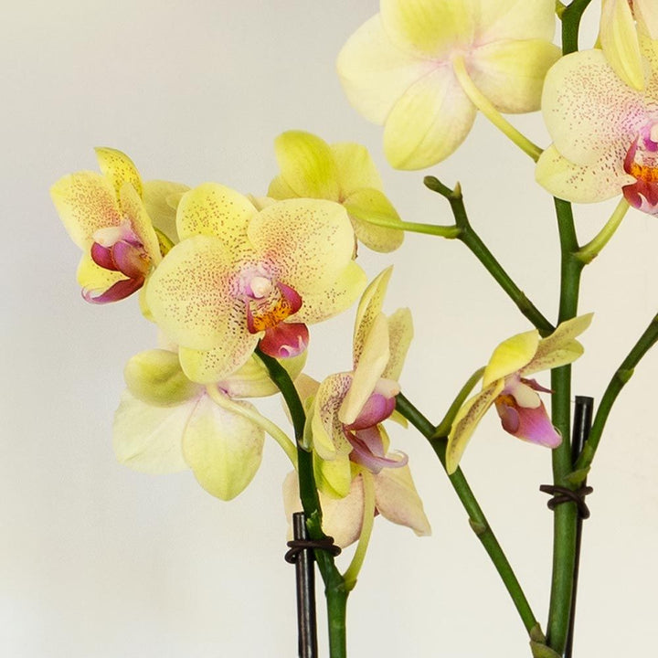 Yellow Moth Orchid in square white cachepot