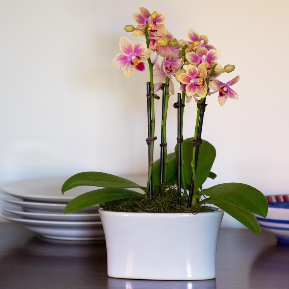 Yellow Mini Moth Orchids in 5½" white ceramic cachepot