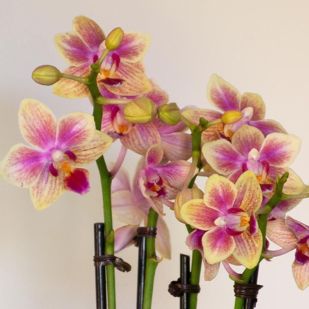Yellow Mini Moth Orchids in 5½" white ceramic cachepot