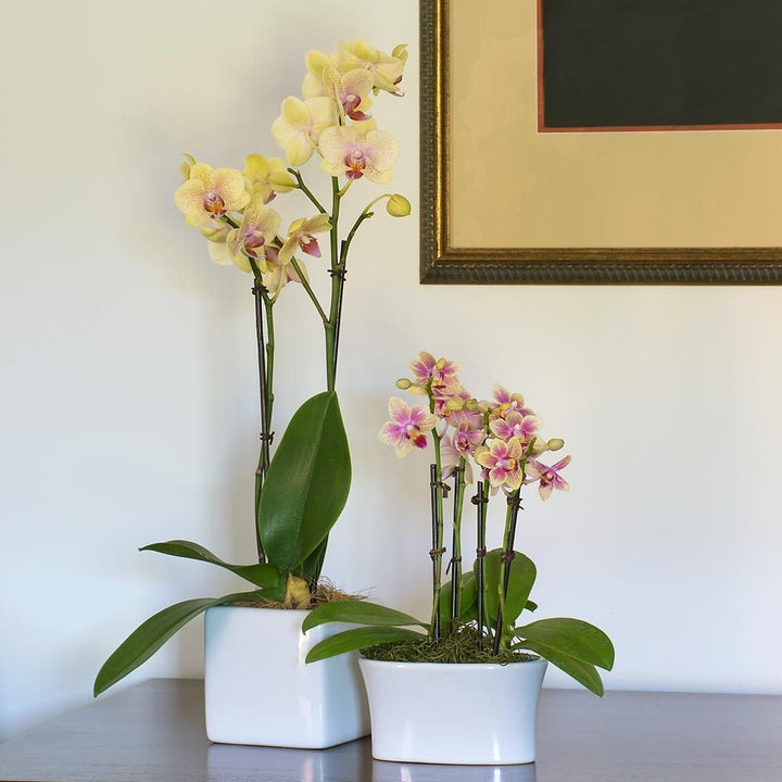 Yellow Moth Orchid in square white cachepot