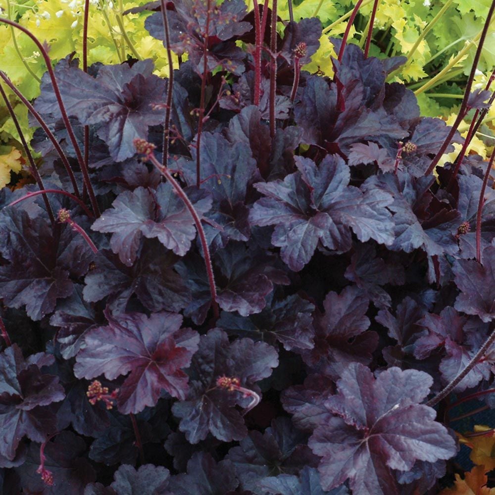 Heuchera 'Obsidian'