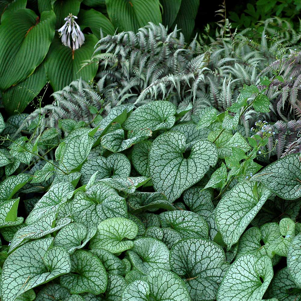 Brunnera macrophylla 'Alexander's Great'