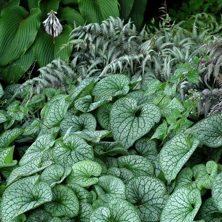 Brunnera macrophylla 'Alexander's Great'