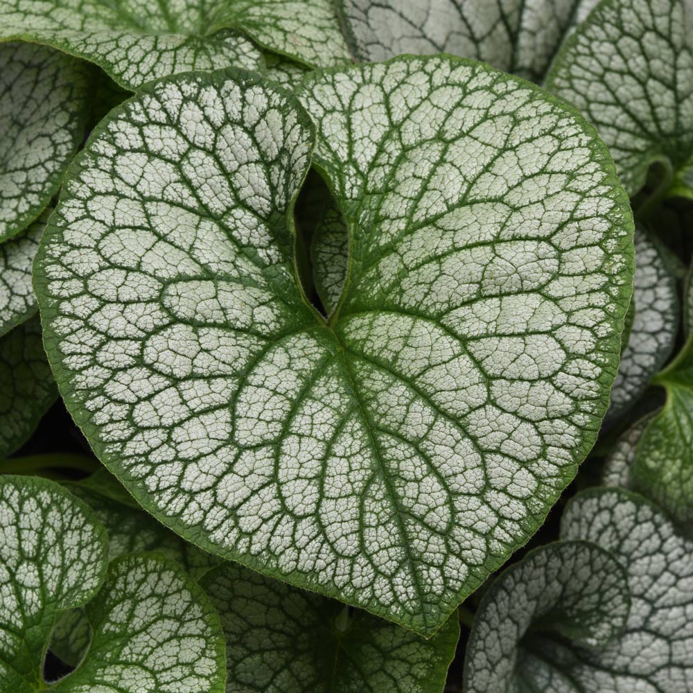 Brunnera macrophylla Frost King