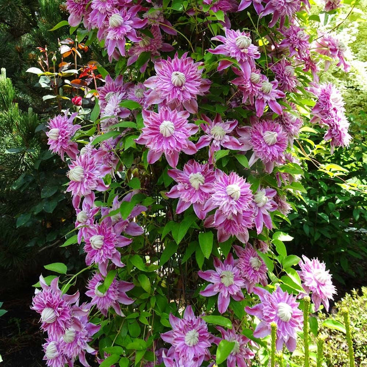 Clematis Josephine™ Regal®