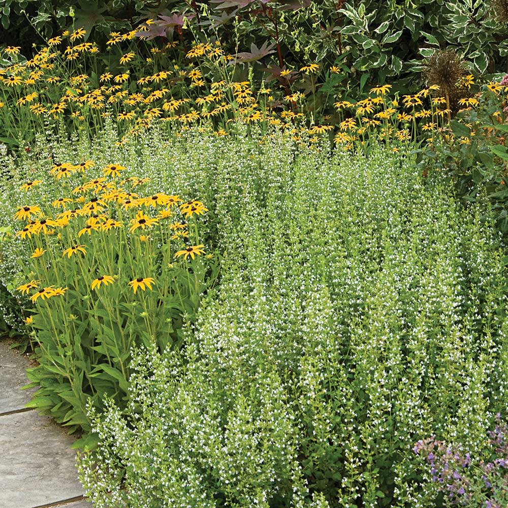 Calamintha nepeta subsp. nepeta
