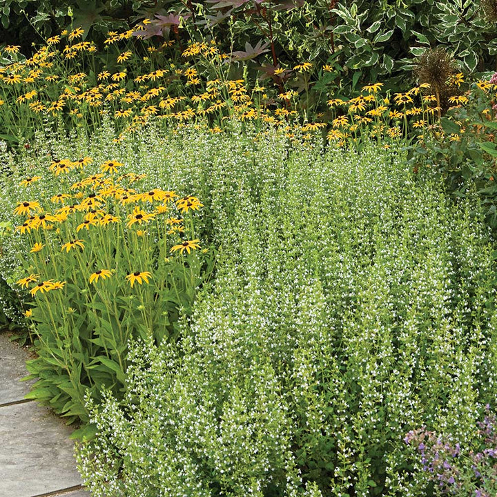 Calamintha nepeta subsp. nepeta