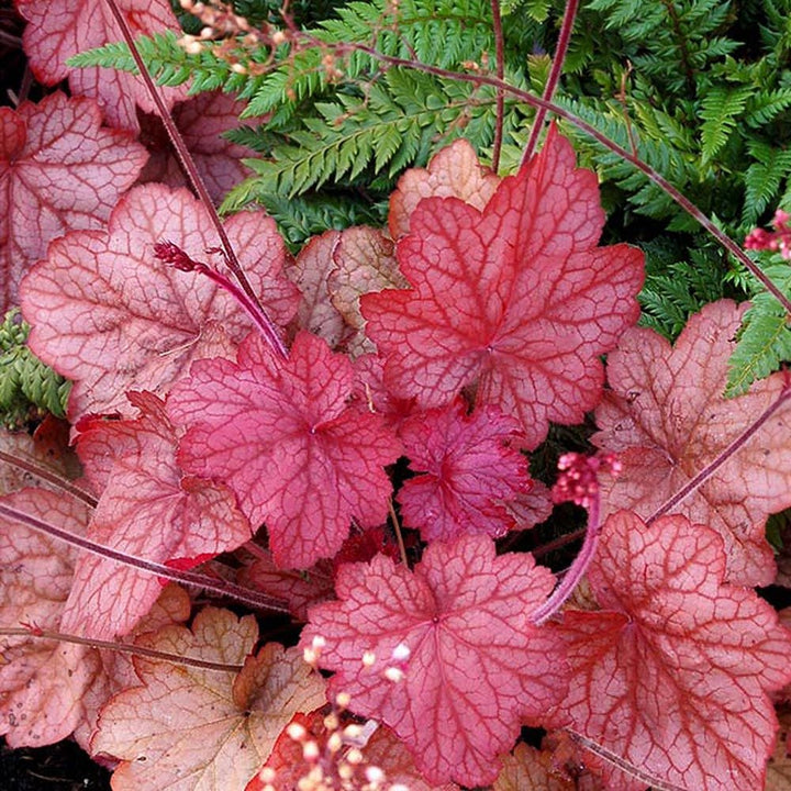 Heuchera 'Georgia Peach'