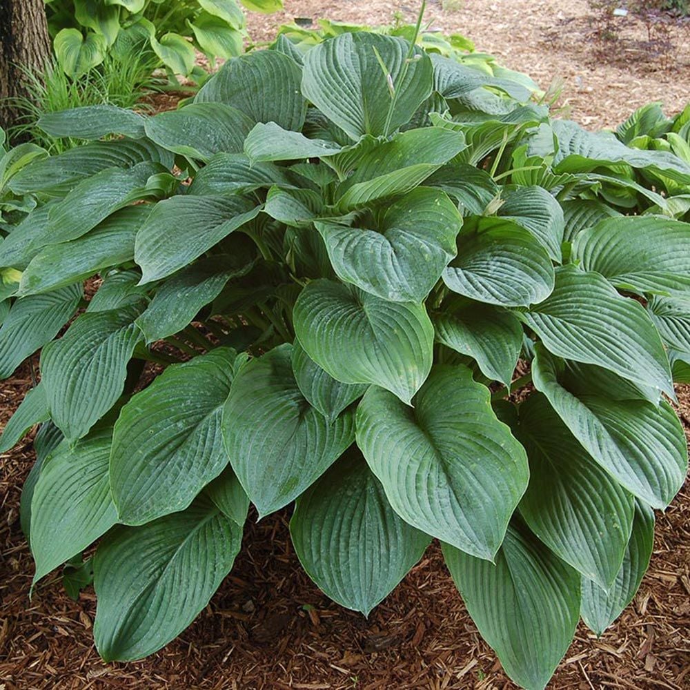 Hosta Shadowland® 'Empress Wu'