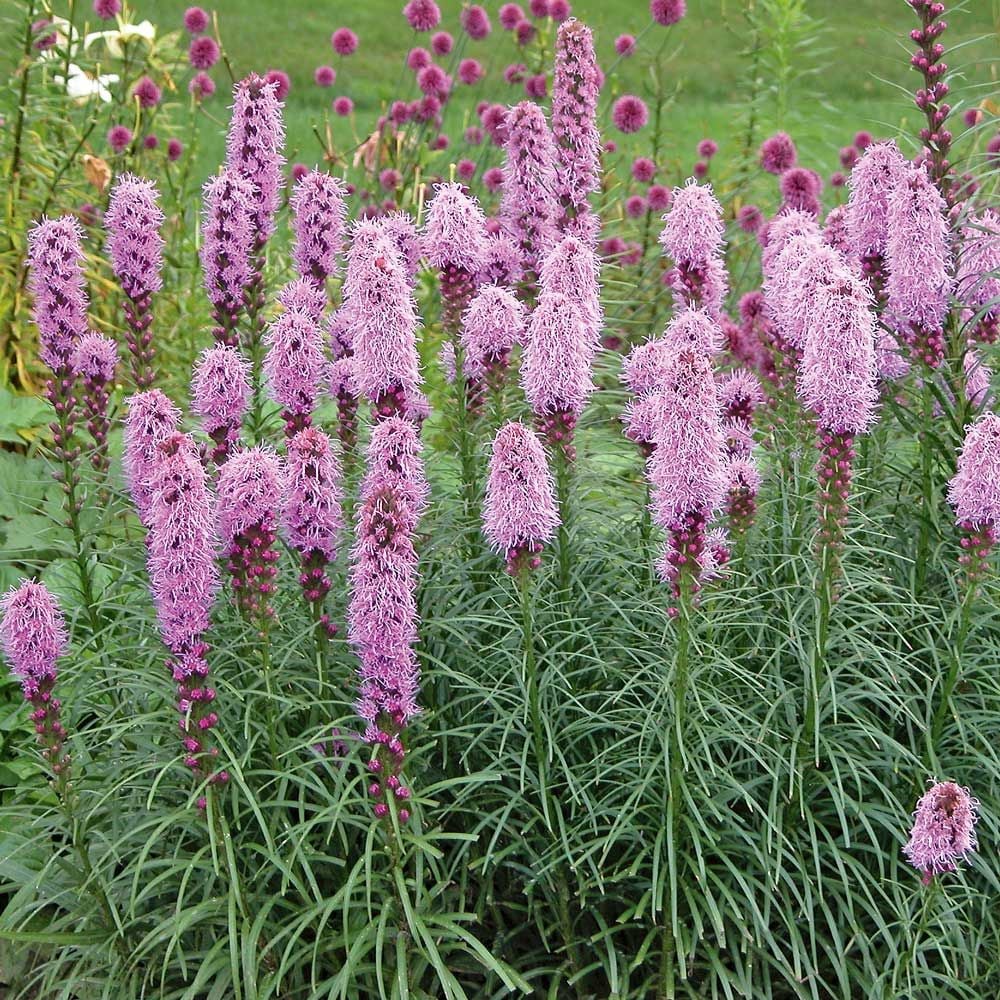 Liatris spicata 'Kobold'