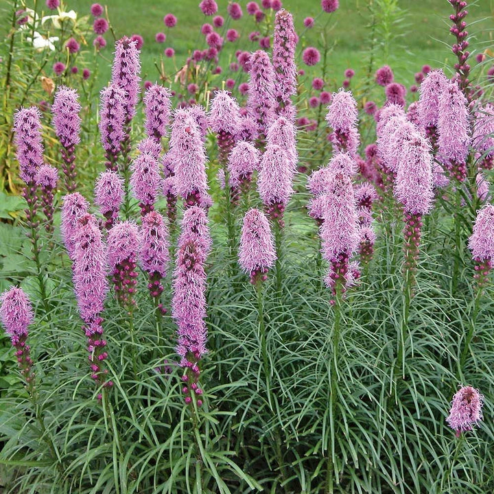 Liatris spicata 'Kobold'