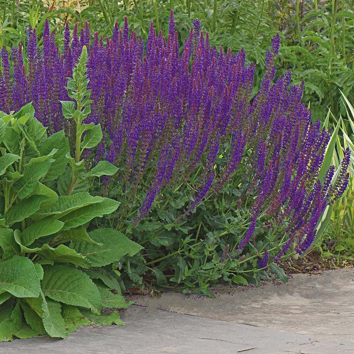Salvia x sylvestris May Night