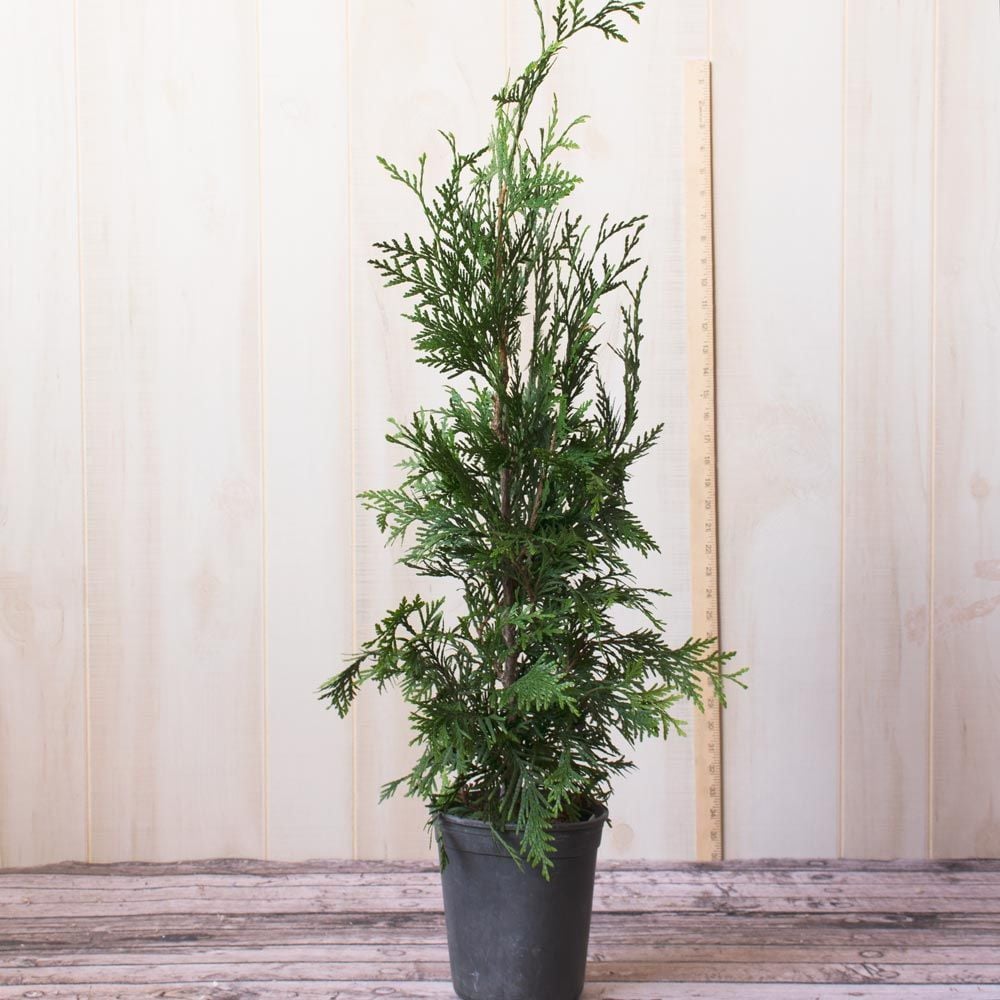 Thuja 'Green Giant'