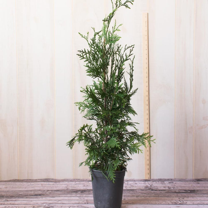 Thuja 'Green Giant'