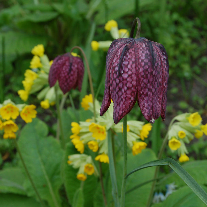 Fritillaria meleagris