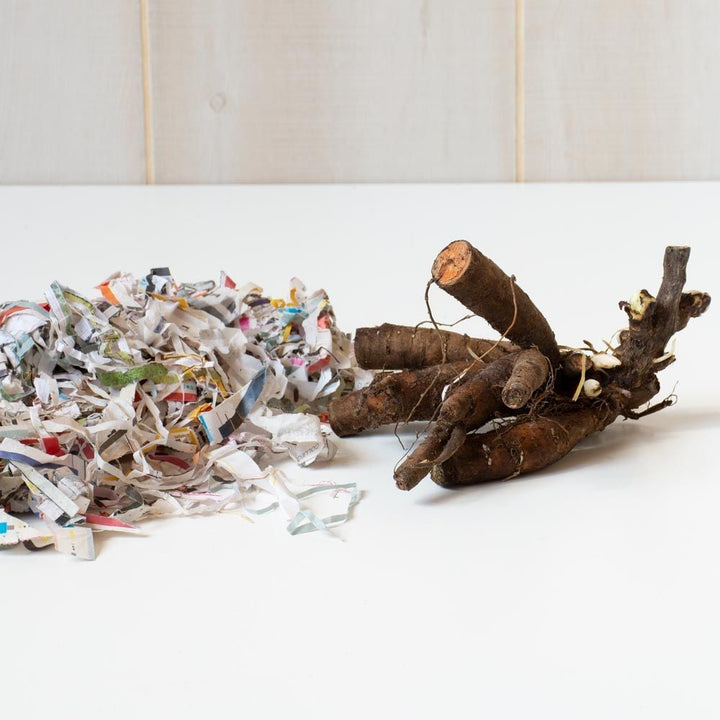 Peony 'Coral Sunset'