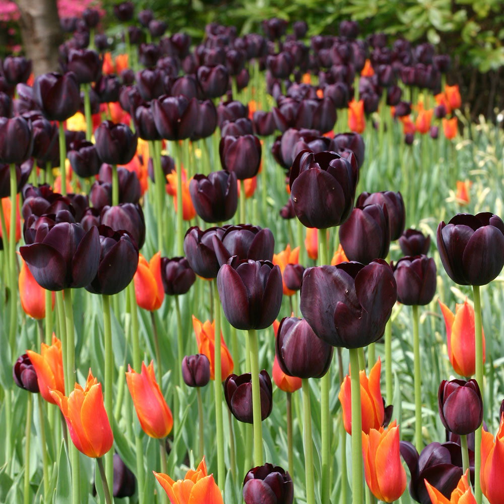 Tulip 'Queen of Night'